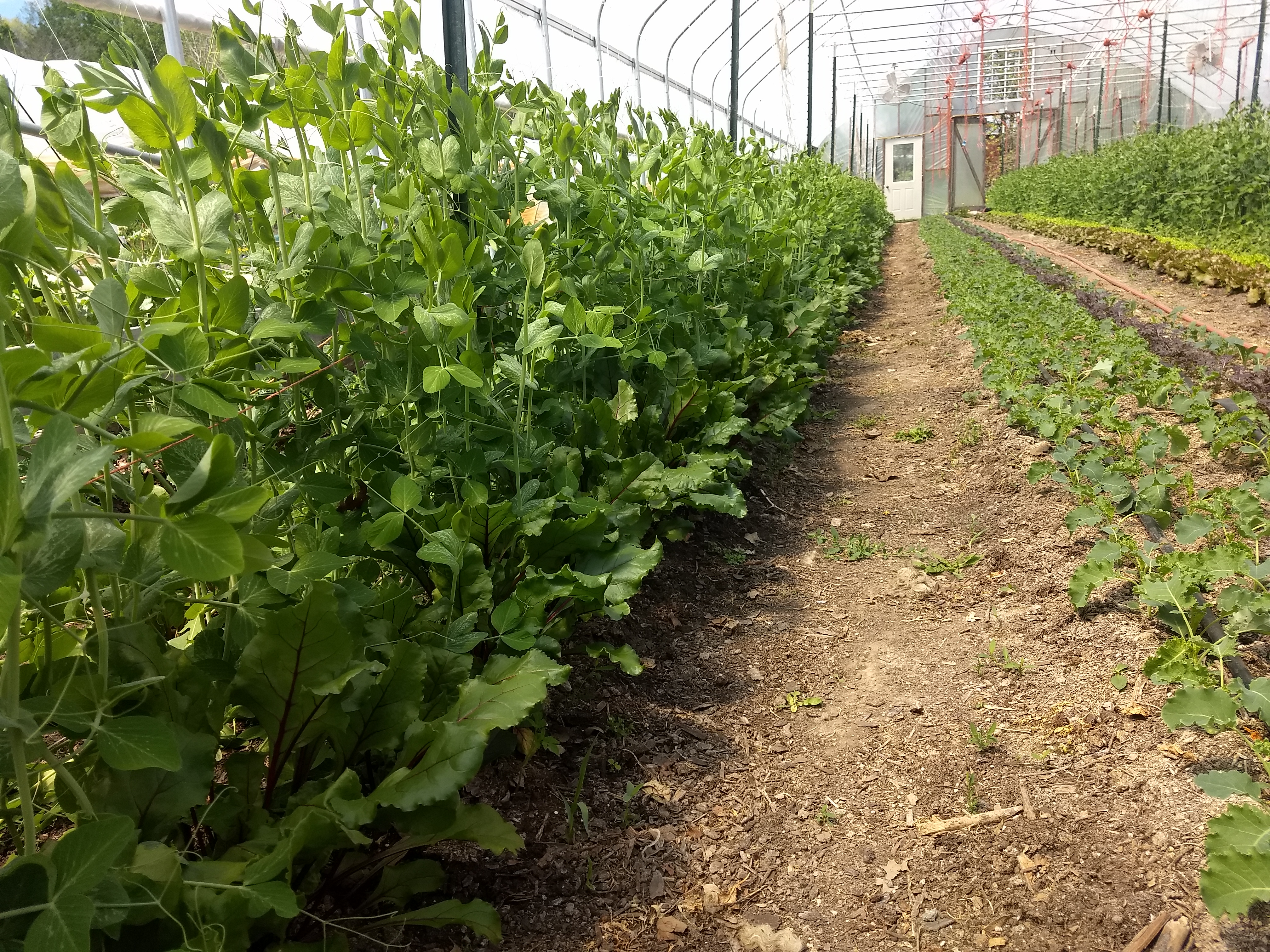 Red beets under peas.